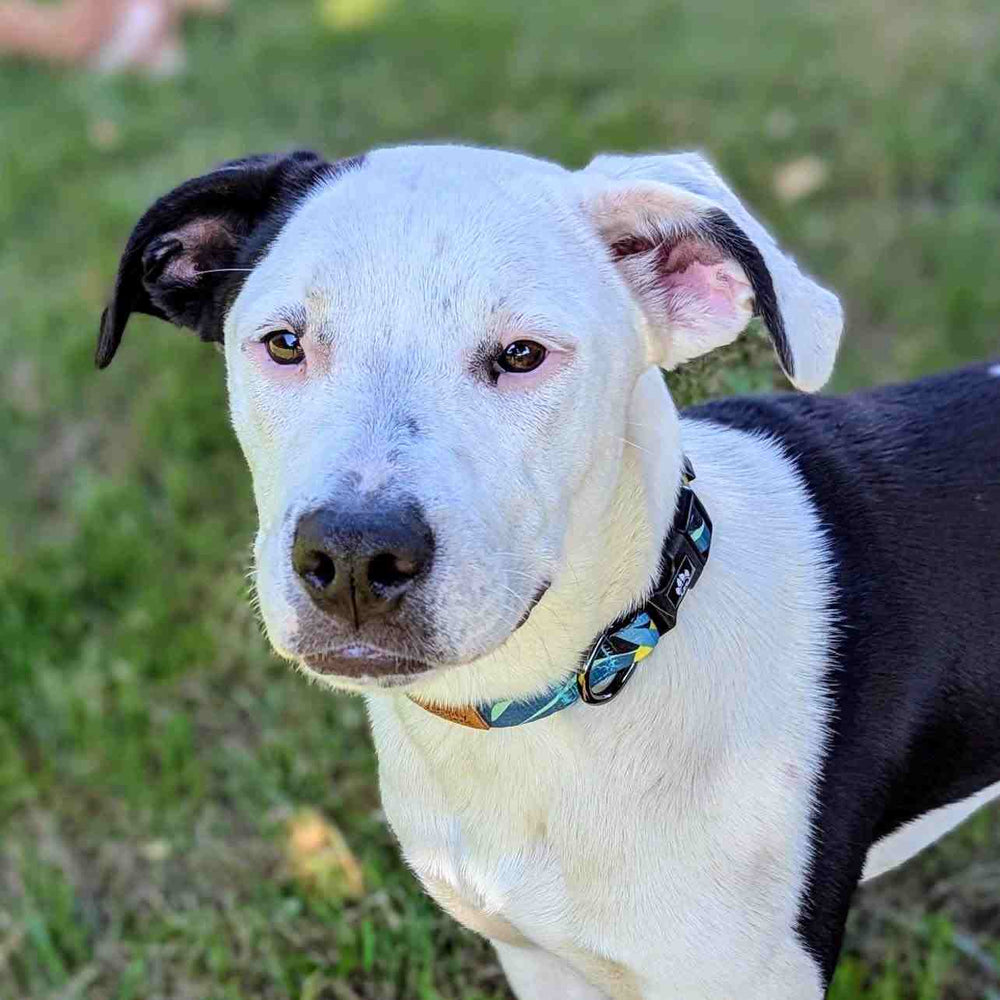 chien noir et blanc fixant la caméra et portant un joli collier Récif aux couleurs vert, bleu et jaune