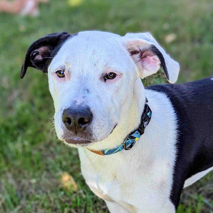 chien noir et blanc fixant la caméra et portant un joli collier Récif aux couleurs vert, bleu et jaune