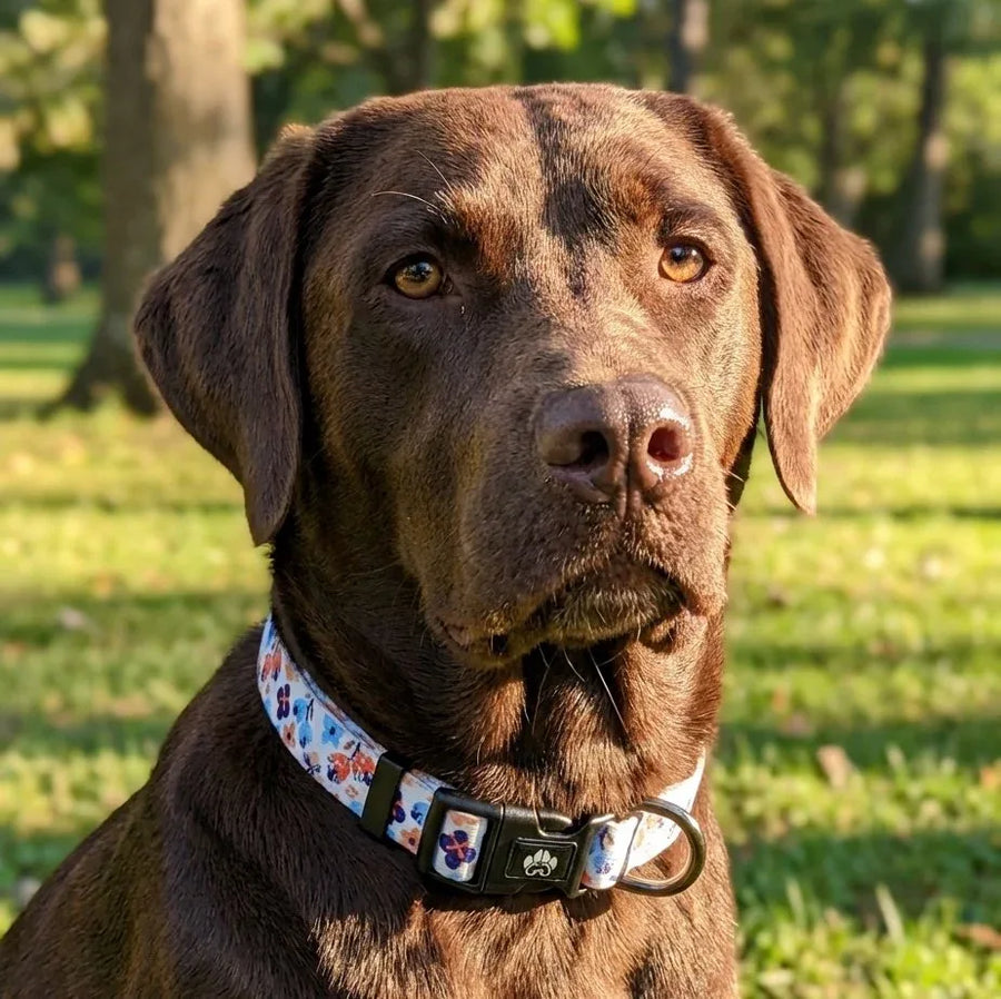 Un joli labrador marron regarde l’objectif, portant un collier de la collection Printemps aux motifs floraux bleus et oranges sur fond blanc.