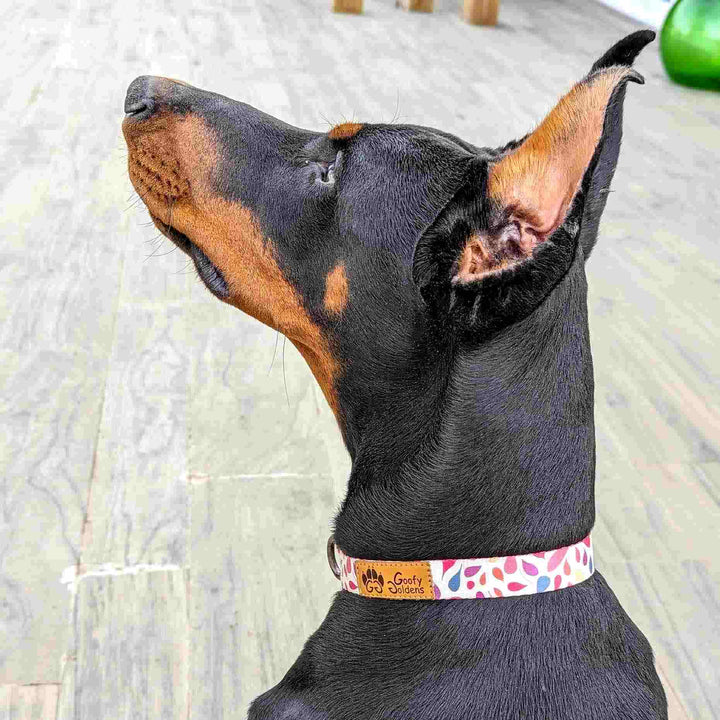 Chien dorberman qui regarde en l'air; la photo est zoomée et on peut voir le collier de la collection Pétales de chez Goofy Goldens