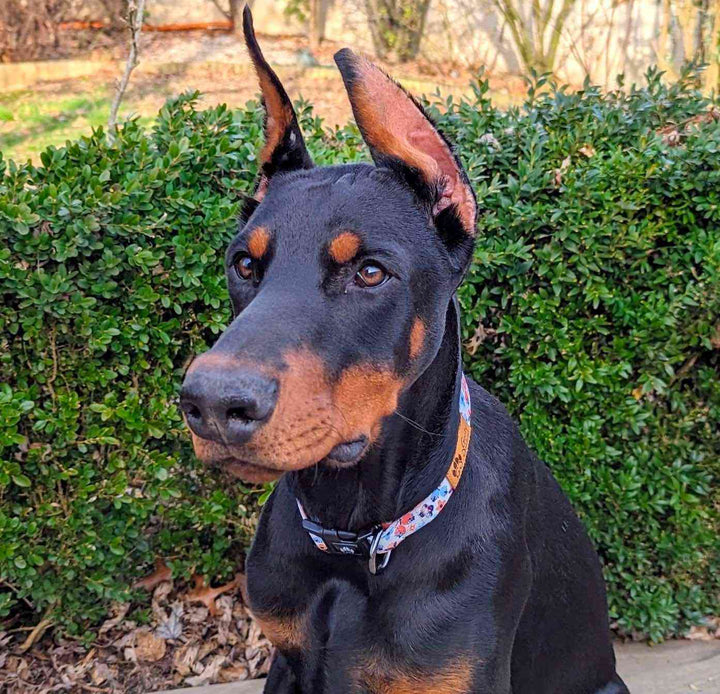 Doberman noir faisant une méchnate tete et portant un collier pour chien fleuri en bleu et orange