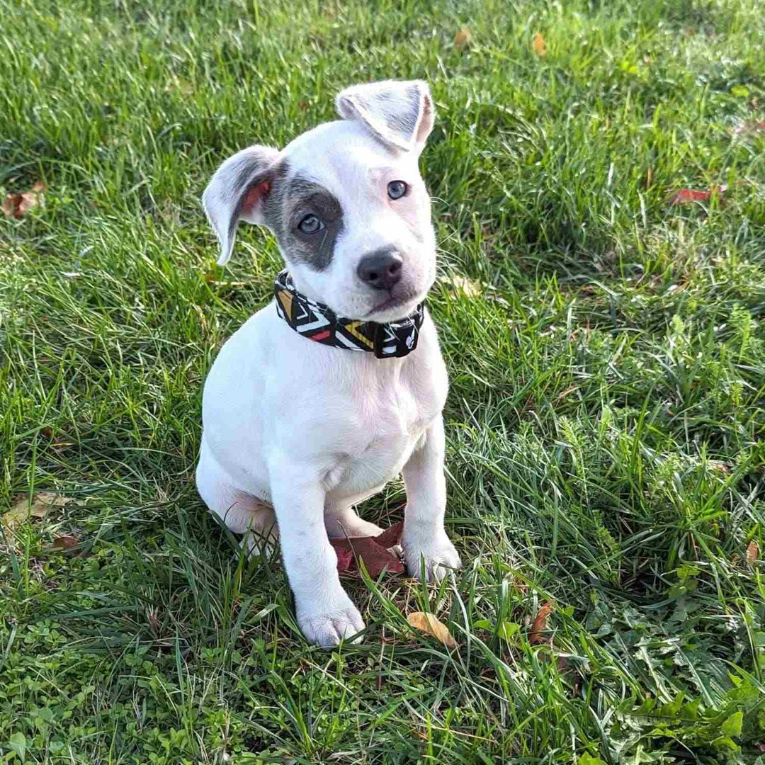 Chiot croisé staffie portant un collier Azteque avec un regard craquant.