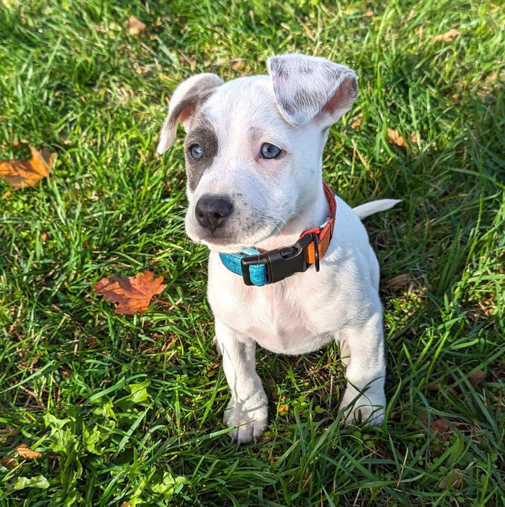 Dog collar Summer