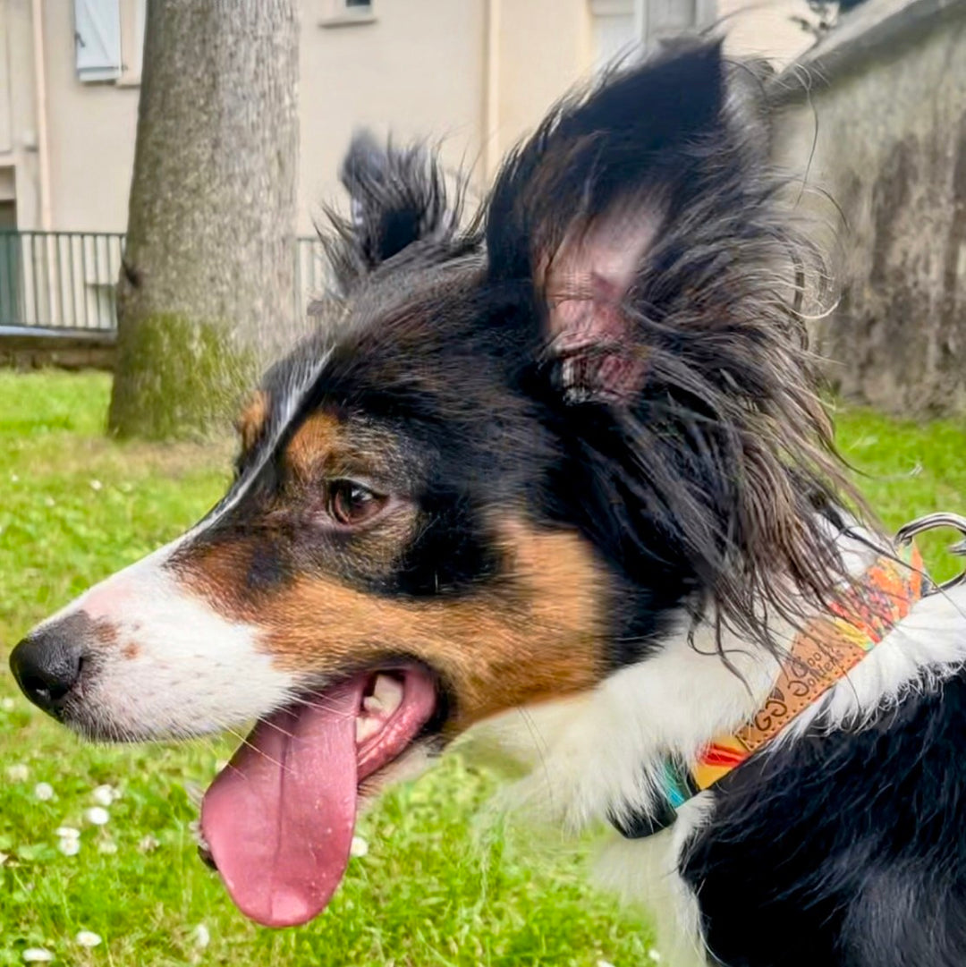 Chien noir blanc et marron type border collie, portant le collier tirant la langue et portant le collier original et robuste de la collection Tropical
