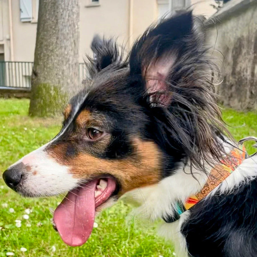 Chien noir blanc et marron type border collie, portant le collier tirant la langue et portant le collier original et robuste de la collection Tropical