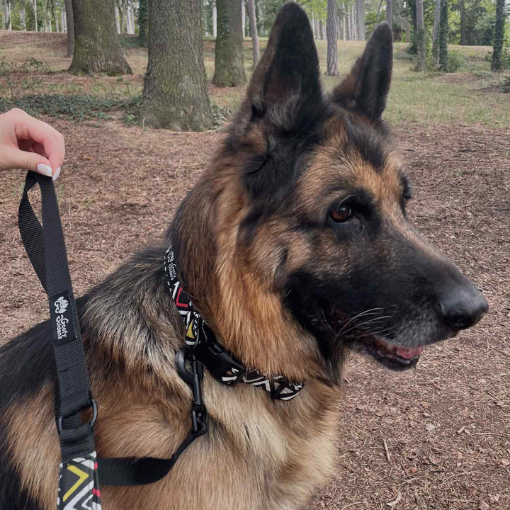 Dog leash Aztec