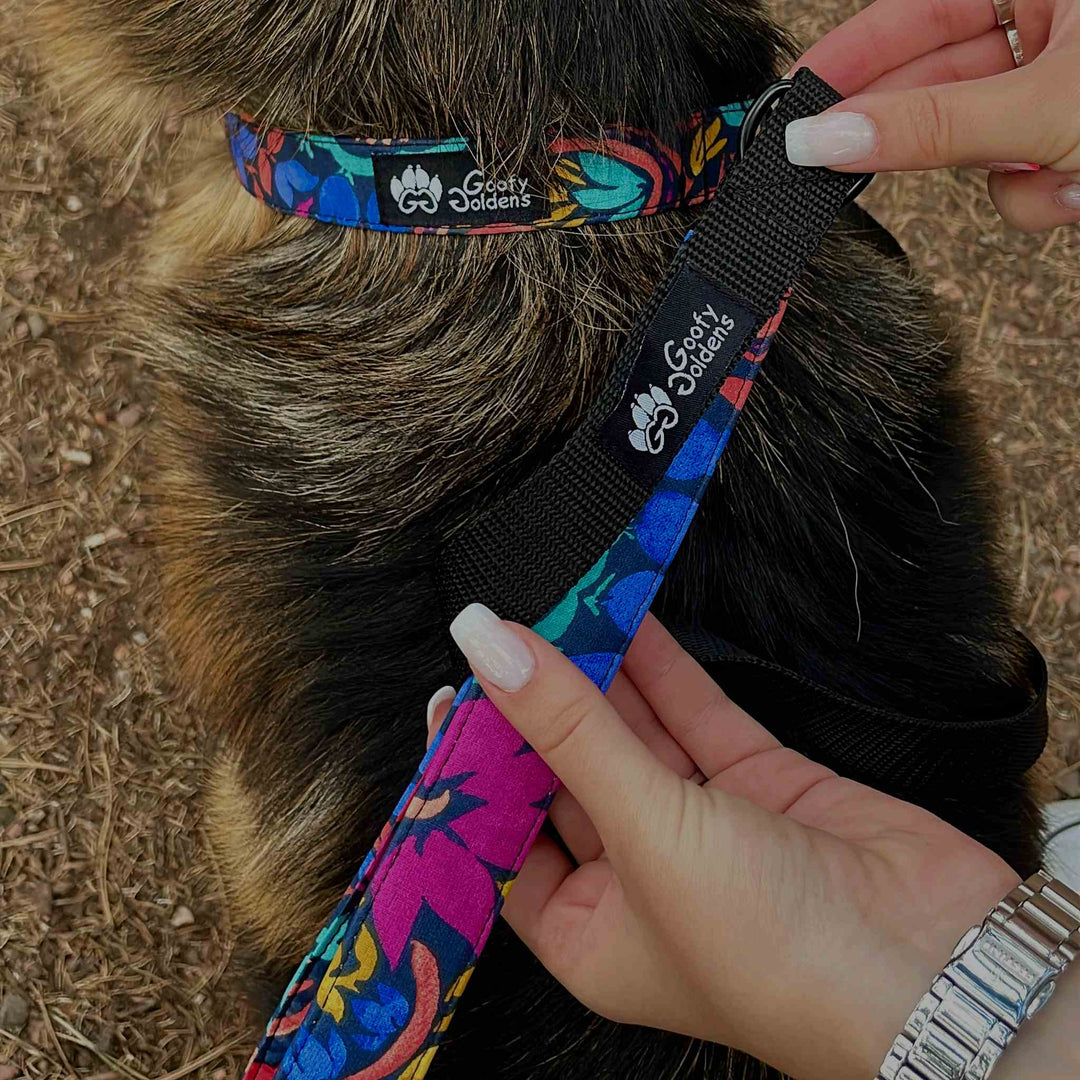 Laisse de ville pour chien Envoûtant