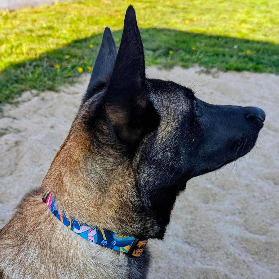 Chien de profil portant le collier Lagon aux mélanges de bleu, rouge, orange, jaune et noir représentant la richesse et la beauté des lagons