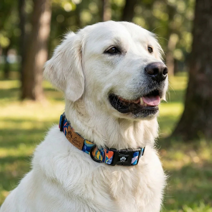 Un golden blanc est assis dans un parc, arborant fièrement un collier Lagon mêlant des nuances de bleu, rouge, orange, jaune et noir.