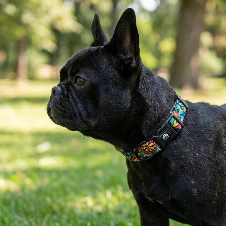 On aperçoit un bulldogue français noir aux oreilles dressées, portant un collier Mandala aux motifs graphiques colorés mêlant vert, rouge, jaune et bleu.