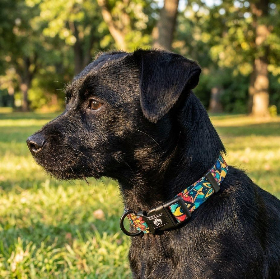 Un chien noir se tient fièrement dans le parc, regardant au loin, avec son collier Mandala et l’anneau pour la laisse facilement accessible.