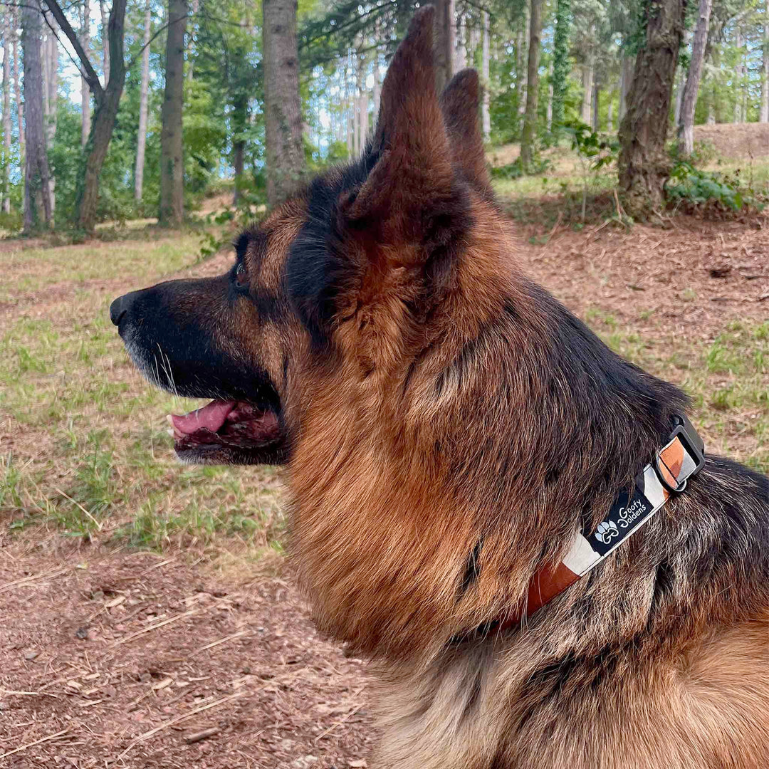 Berger allemand regardant l'horizon et portant le collier taille L de la collection Nature aux ton marron et gris