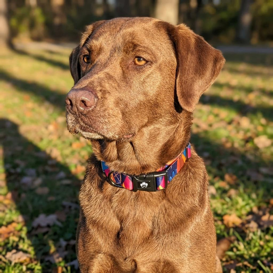 Un labrador au pelage marron est assis dans l’herbe et arbore un collier de la collection Panache, aux nuances de jaune, violet, orange, bleu et fuchsia.