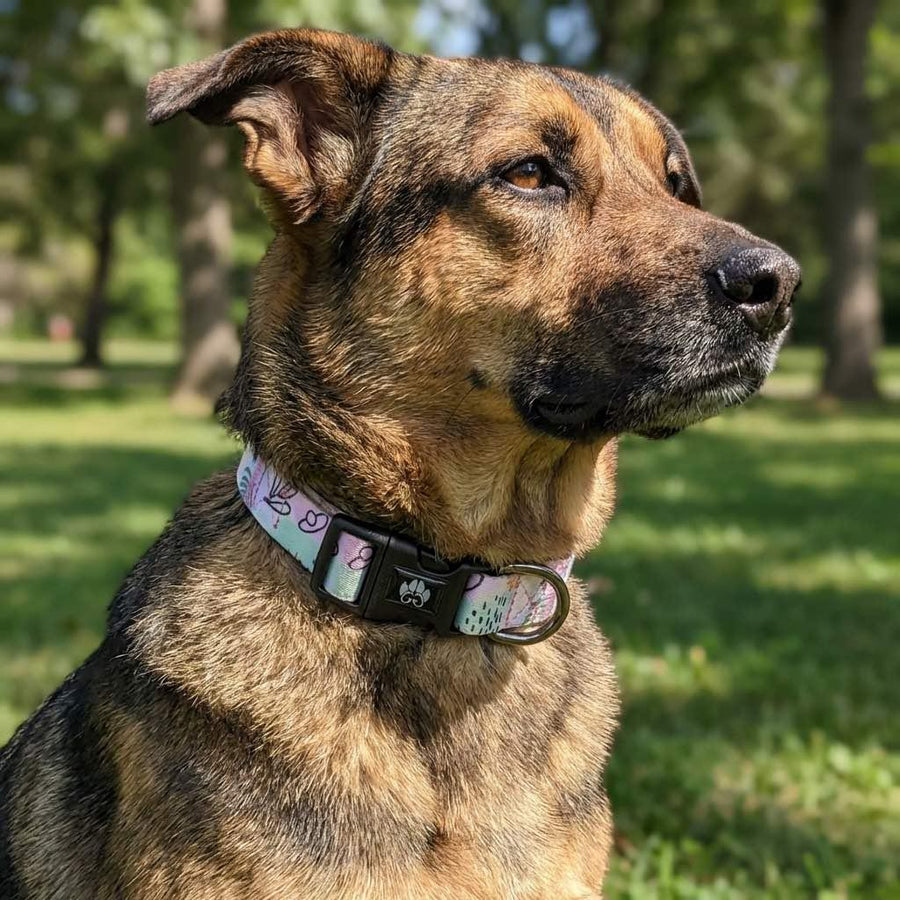 Un chien est assis dans un parc, regardant au loin, et porte un collier tons pastels de rose, vert, taupe et bleu avec des petits motifs noirs de la gamme Pastel.