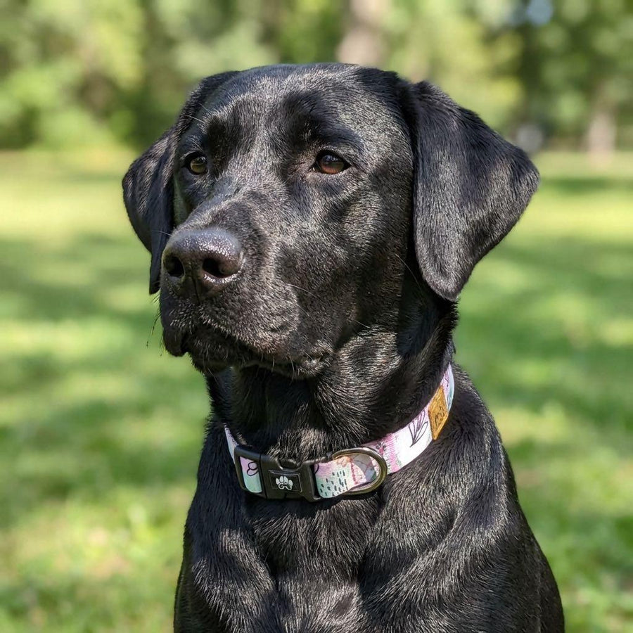 Un labrador noir porte un collier de la collection Pastel, aux tons doux de rose, vert, taupe et bleu, agrémenté de petits motifs noirs.