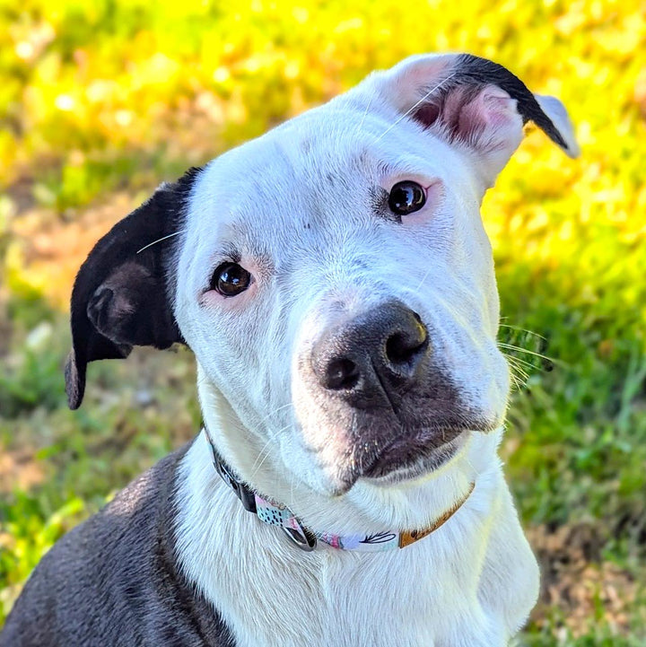 Magnifique zoom sur un croisé staffie noir et blanc, fixant l'objectif et portant le collier pastel aux couelrs pastels bleu, vert et rose