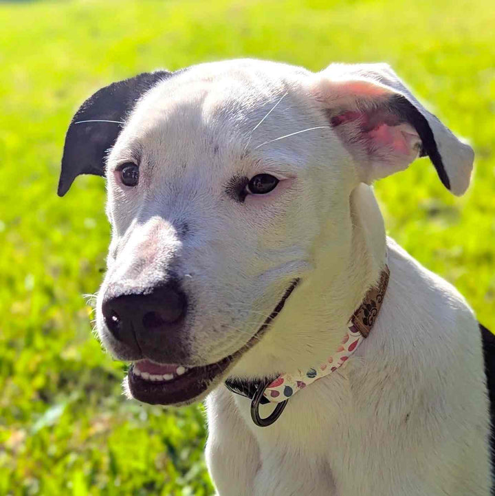 Staffie croisé avec zoom sur sa tete. Ce chien porte le collier pour chien Pétales de la marque Goofy Goldens
