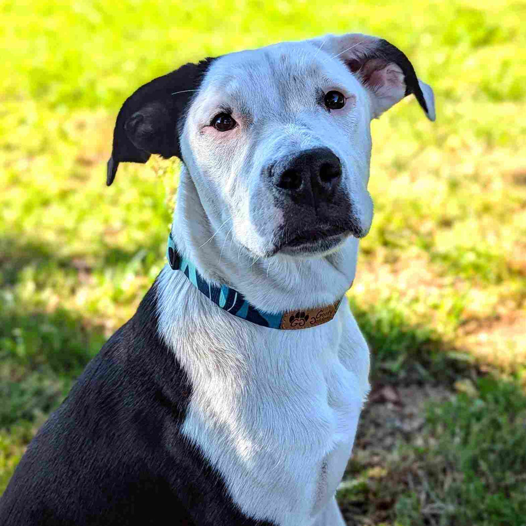 Chien blanc et noir, crosié staffie, assis, portant fièrement un collier coloré de la collection Récif de chez Goofy Goldens