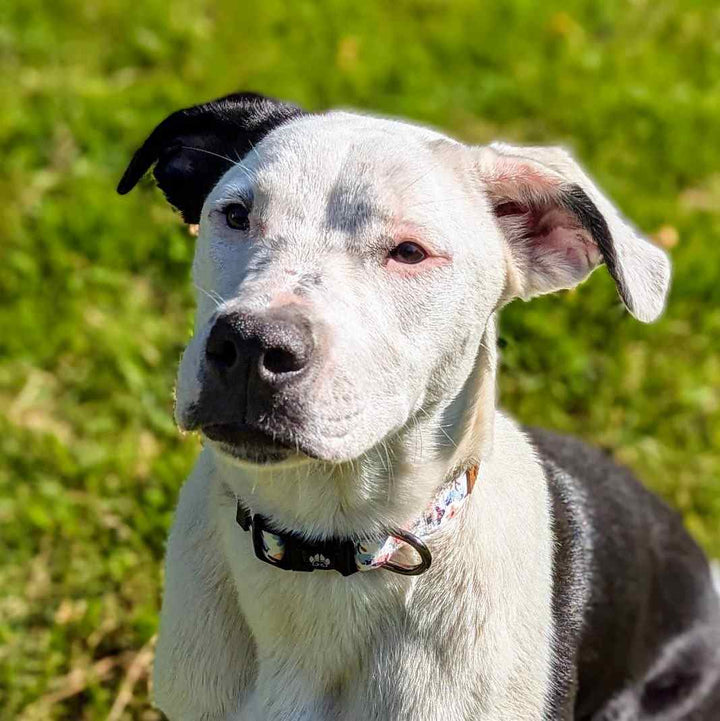 belle chienne staffie portant un collier pour chien floral bleu et orange de la marque Goofy Goldens