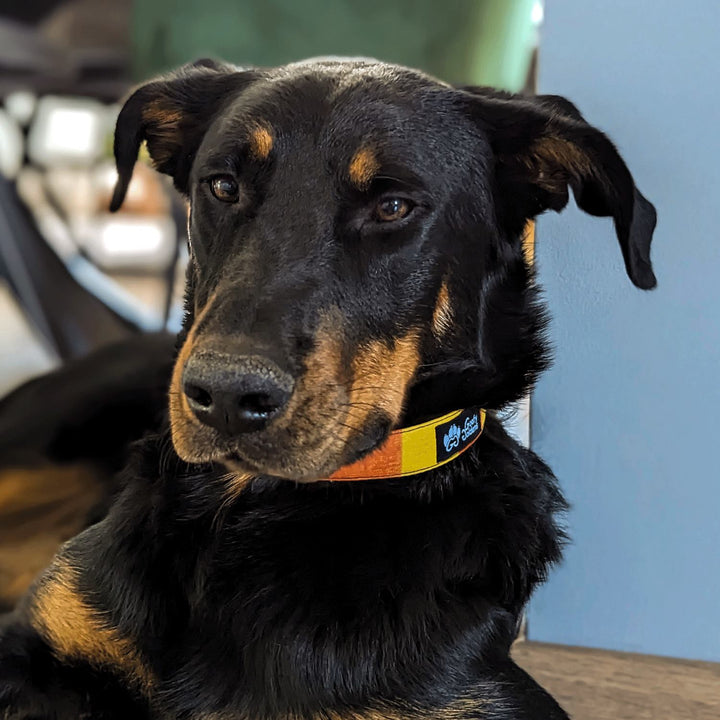 Dog collar Summer