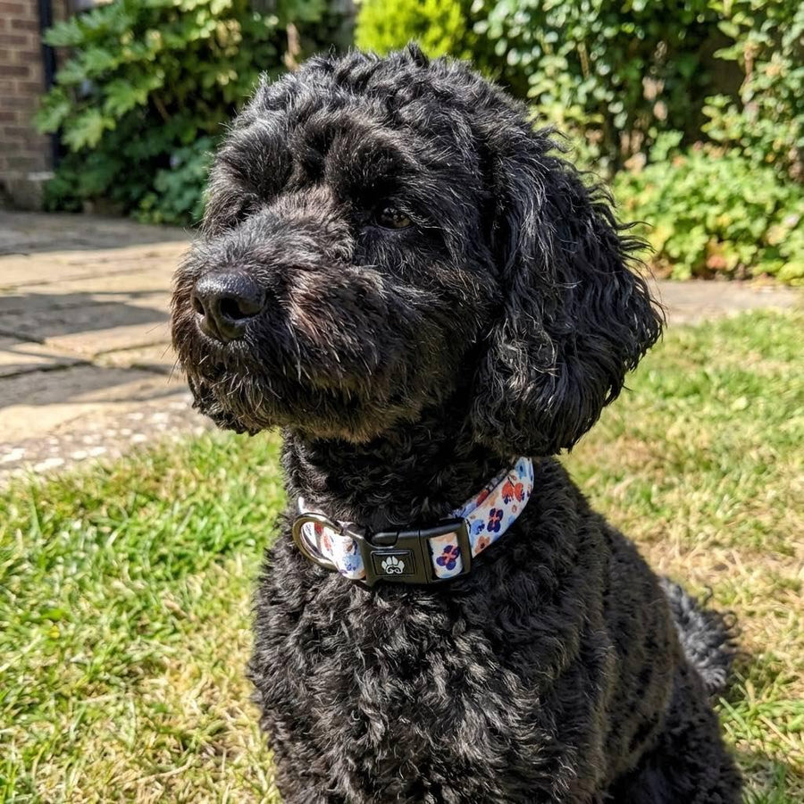 Chien noir et frisé portant fièrement le collier printemps taille M