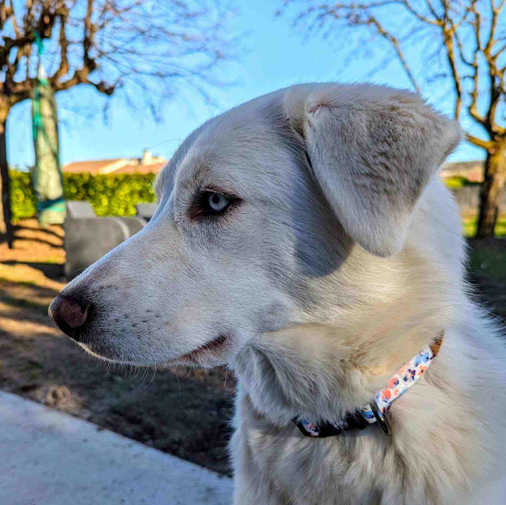 chien croisé huski blanc de profil et gros plan pour montrer le collier floral de la gamme printemps