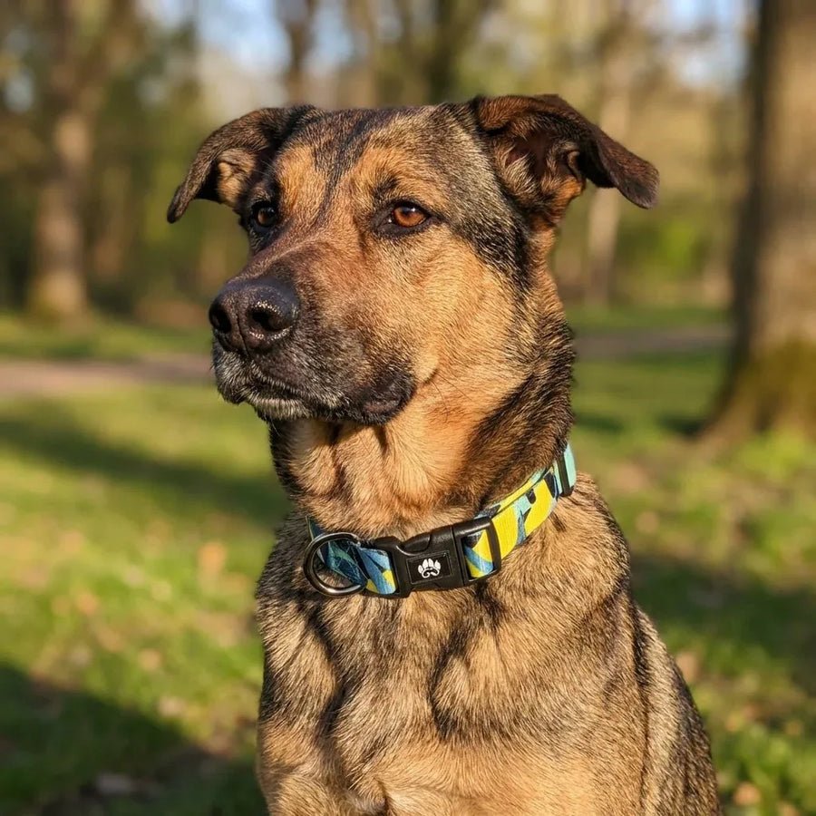 Un grand chien est assis dans un parc, regardant au loin, et porte un collier aux tons de jaune, turquoise et vert clair, agrémenté de motifs noirs de la gamme Récif.