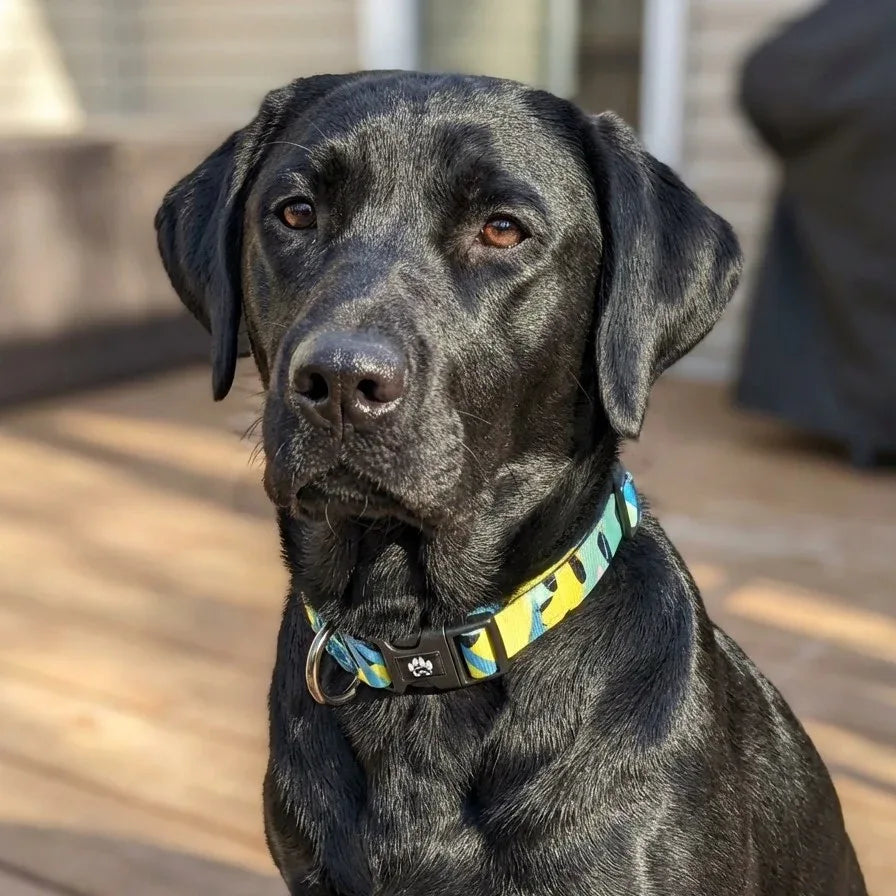 Assis et tourné vers l’objectif, un labrador noir arbore un collier de la collection Récif mêlant jaune, turquoise et vert clair, avec des motifs noirs.