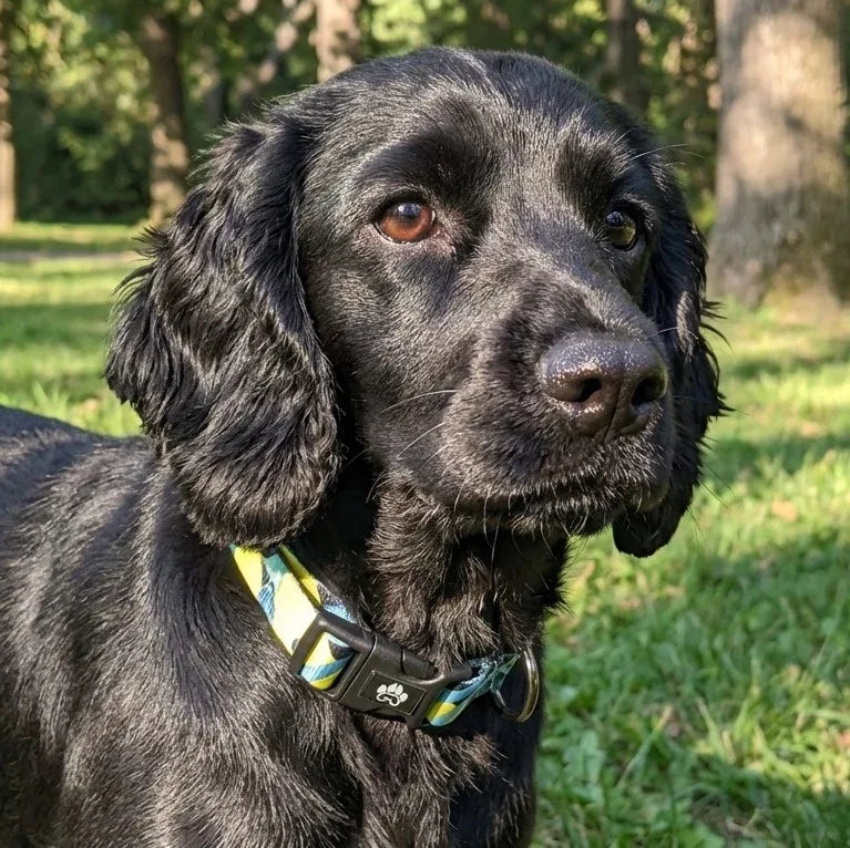 Chien noir dans l’herbe portant un collier de la collection Récif, aux couleurs jaune, turquoise et vert clair avec motifs noirs.
