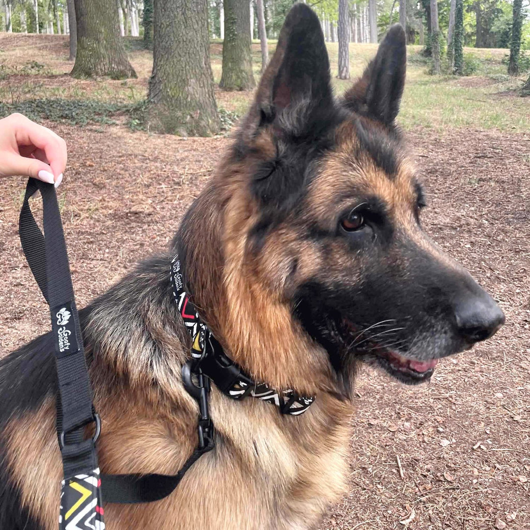 Berger Allemand portant le collier chien Aztèque de la marque Goofy Goldens. Collier aux ton noir blanc et rouge et aux formes triangulaires