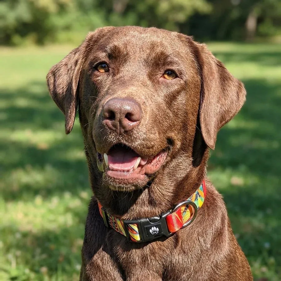 Face à l'objectif un labrador marron porte un collier de la collection Tropical aux motifs tropicaux aux couleurs jaune, orange, rouge, vert et noir