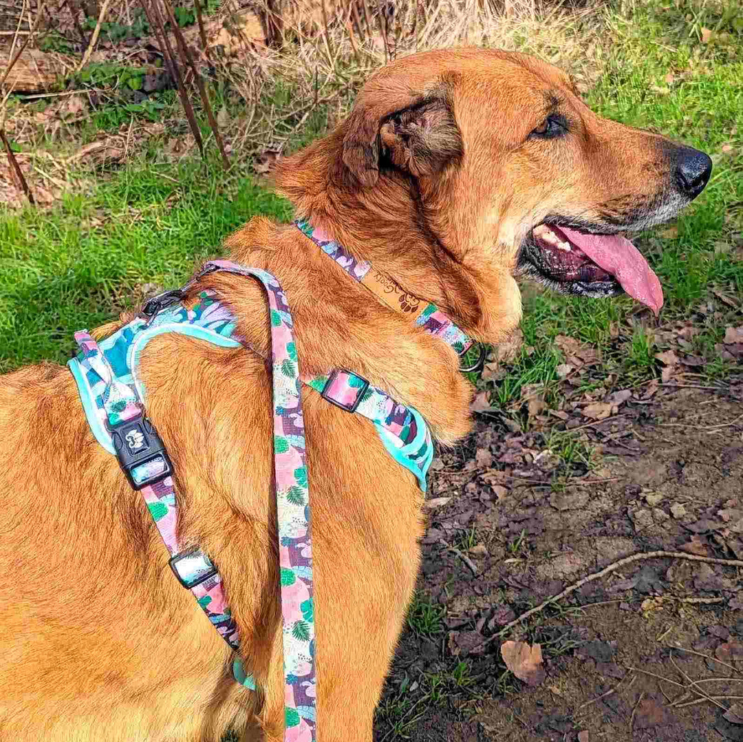 Zoom sur un chien marron portant le collier et le harnais de la collection cactus de chez goofy Goldens, aux couleurs vert, rose et mauve