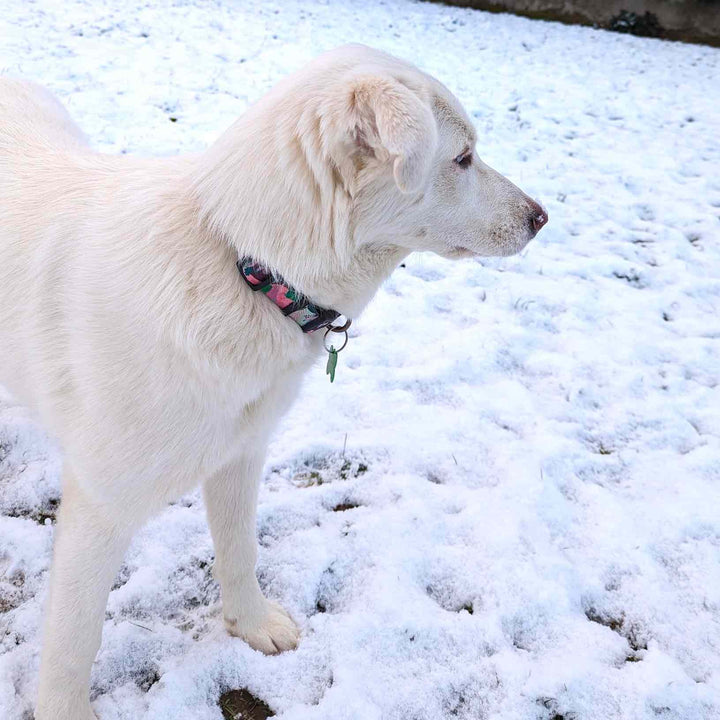 Collier pour chien de la collection Cactus aux couleurs rose et vert de chez Goofy Goldens porté par un chien blanc dans la neige