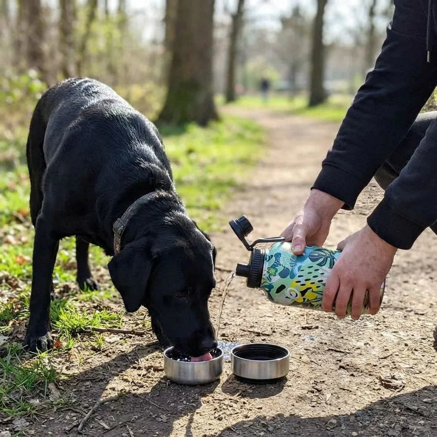 En pleine nature, un labrador noir boit pendant que son maĂźtre verse de lâeau dans une des gamelles de la gourde 3-en-1 RĂ©cif.
