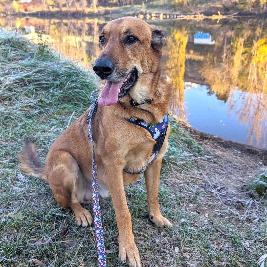 Beau chien croisé beauceron couleur marron assis au bord d'un lac et pertant fierement un harnais et laisse Deep Agua