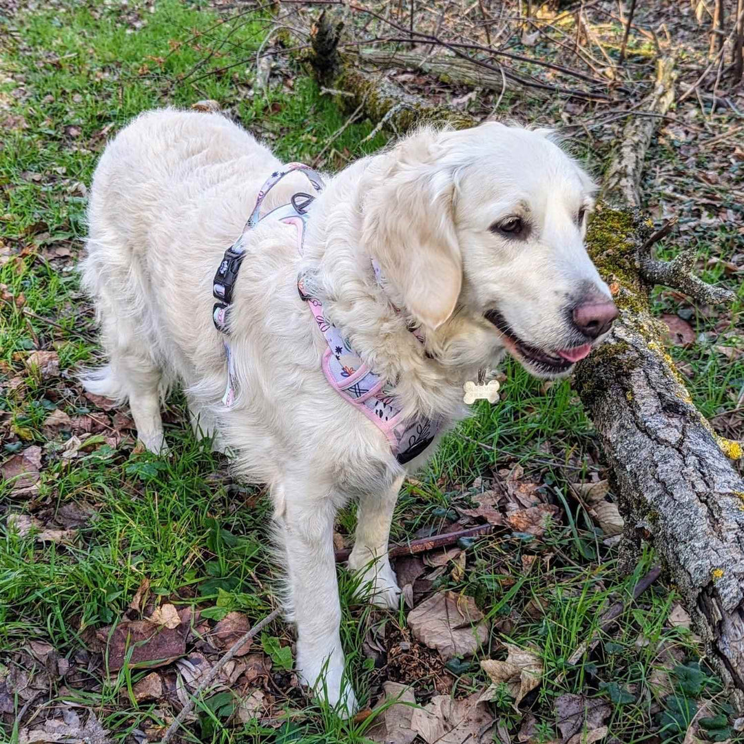 Harnais chien Pastel rose bleu et vert porté par un golden retriever blanc pdebout et souriant lors d'une balade