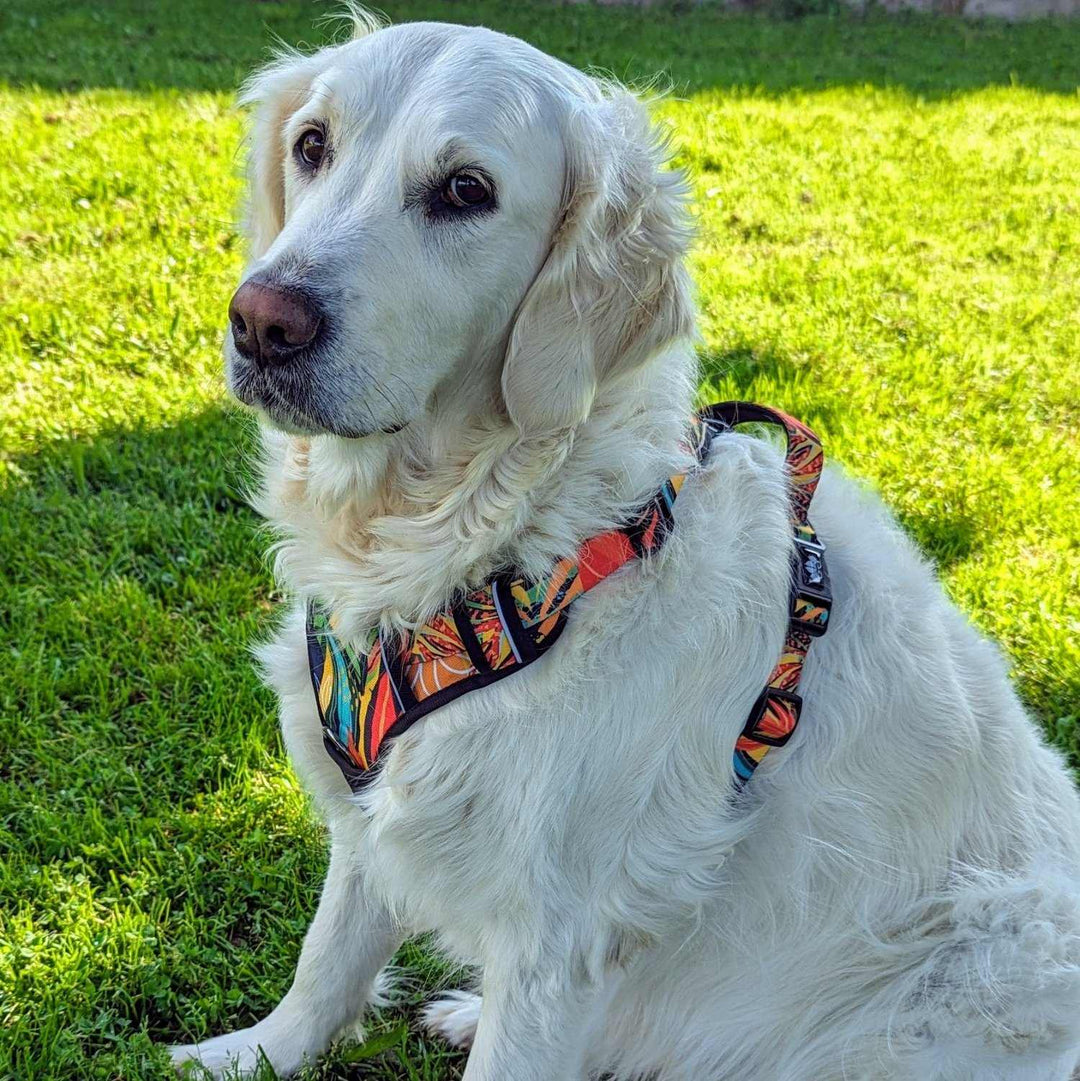Golden retriever blanc vu de profil et montrant fièrement le très bel harnais coloré rouge, orange, vert et bleu de chez Goofy Goldens