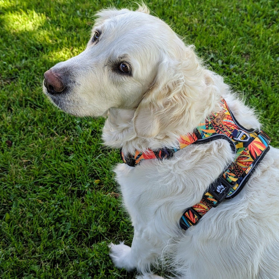 Chien blanc portant le harnais anti-traction Tropical. Le chien est pris en photo de haut, mettant en avant l'arrière du produit.