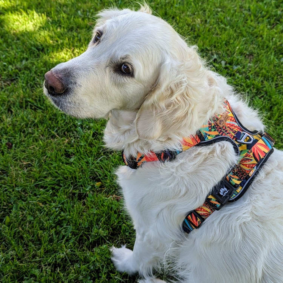 Chien blanc vu de dos avec un zoom sur le harnais anti traction original et confortable de la gamme Tropical