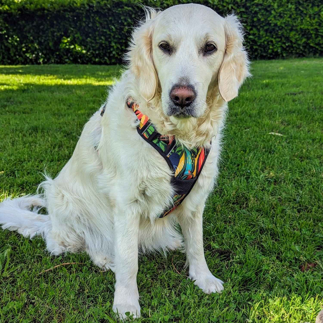 Chien blanc golden retriever assis avec son bel harnais origianl et coloré tropical de chez Goofy Goldens