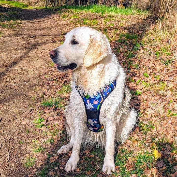 Chien blanc assis lors d'une balde portant un harnais Deep Agua aux couleurs bleu marine avec des motifs vert bleu orange et rose