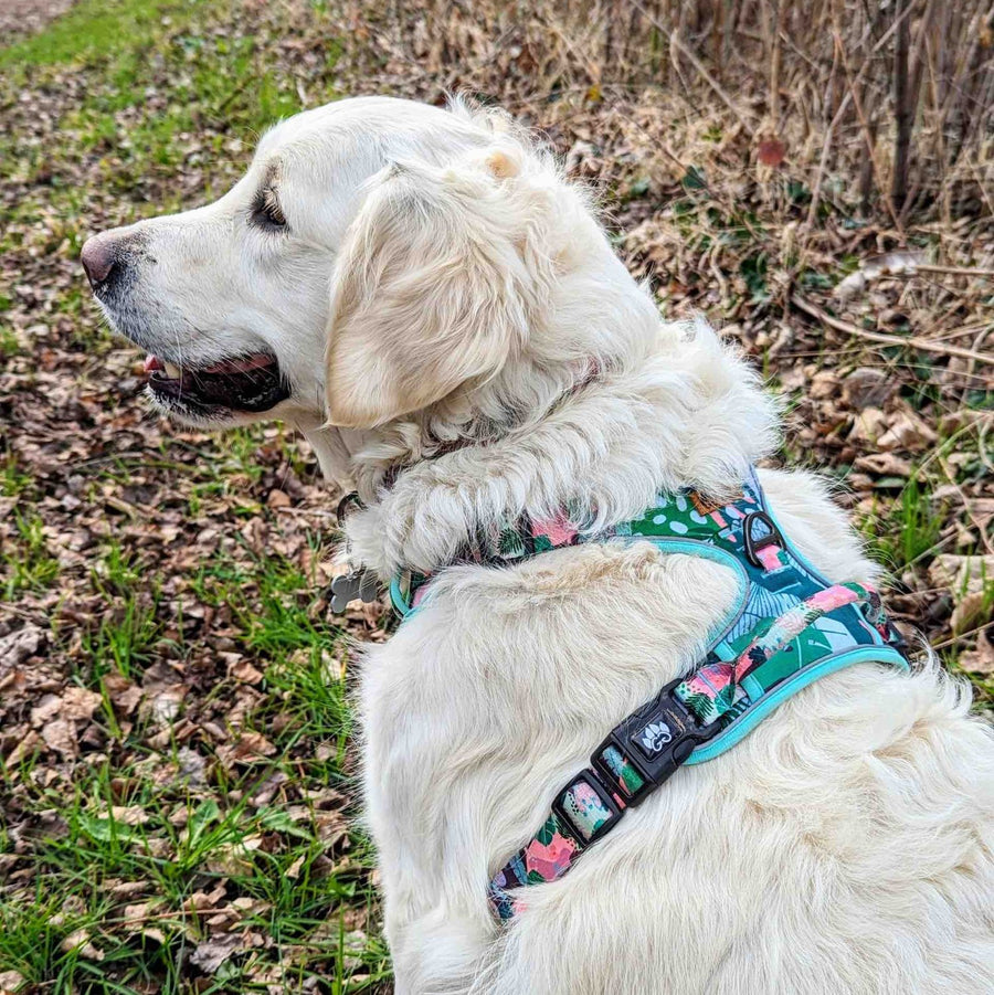 Golden retriever blanc souriant et photographié de dos et portant un joli harnais coloré anti traction vert et rose, taille XL