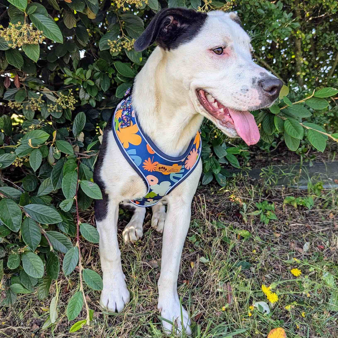 Harnais coloré et original bleu avec des formes colorées porté par un croisé staffie qui tire la langue