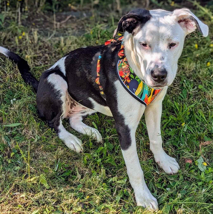 Magnifique harnais classique tropical aux couleurs orange vert et jaune porté par un chien staffie assit et calme, regardant l'objectif