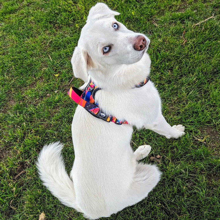 beau chien blanc assis et de dos portant le superbe harnais anti traction original et ergonomique Panache de chez Goofy Goldens