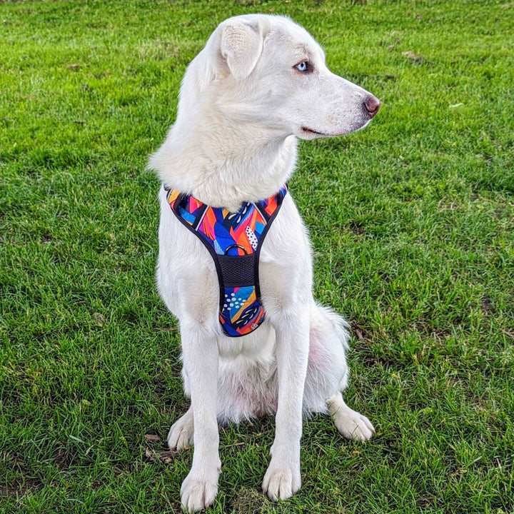 chien blanc de profil et assis sur l'herbe portant le hanrais anti traction pour chien de la gamme panache aux belles couleurs bleu, orange, jaune et violet