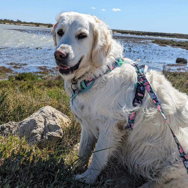Chien Golden retriever blanc souriant assis sur  une digue portant un harnais et une laisse de la gamme Cactus