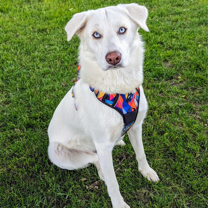 Tres beau chien blanc aux yeaux bleus portant un harnais pour chien original et coloré bleu, orange, fuschia et jaune de chez Goofy Goldens