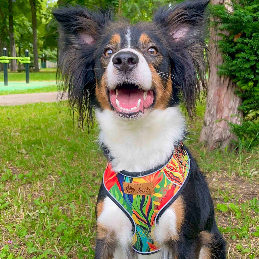 Harnais classique pour chien de la gamme tropical porté par un border collie