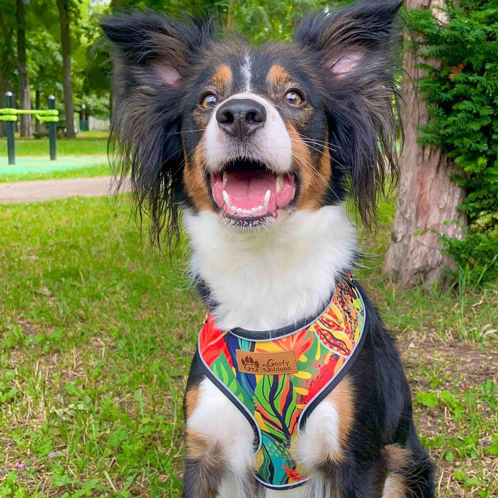 Border collie jeune et souraint, portant fièrement le hanrais classique Tropical aux couleur rouge, vert, bleu et jaune de chez Goofy Goldens
